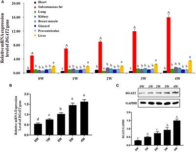 Expression of DGAT2 Gene and Its Associations With Intramuscular Fat Content and Breast Muscle Fiber Characteristics in Domestic Pigeons (Columba livia)
